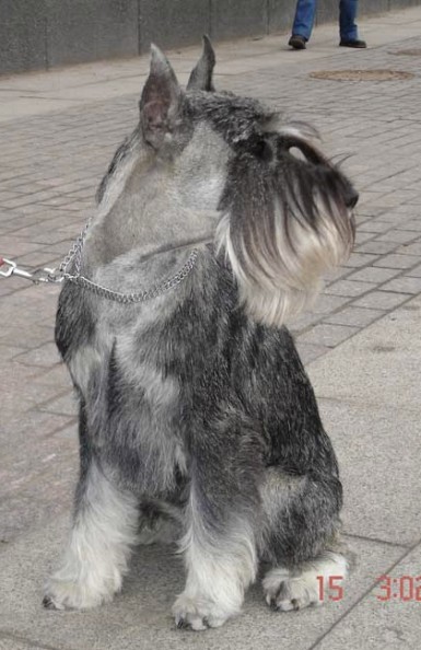 http://www.amordischnauzer.com/images/ch-amor-di-schnauzer-orlando-furioso-16-months-3.jpg