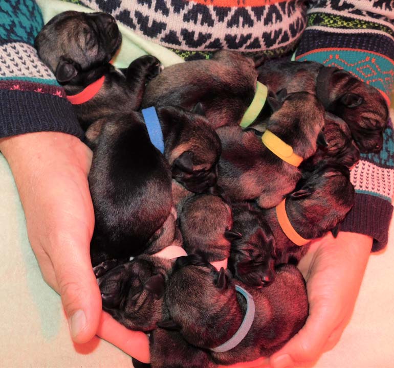 cuccioli_schnauzer_medio_pepe_sale_amor_di_schnauzer