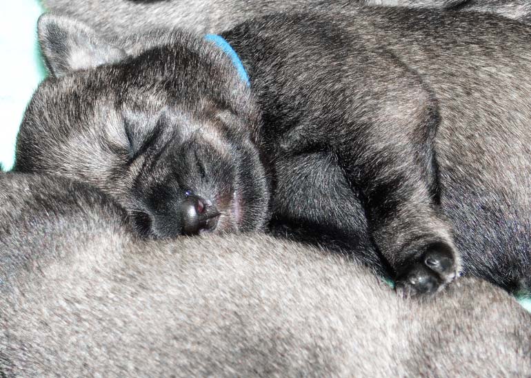 cuccioli_schnauzer_medio_pepe_sale_amor_di_schnauzer