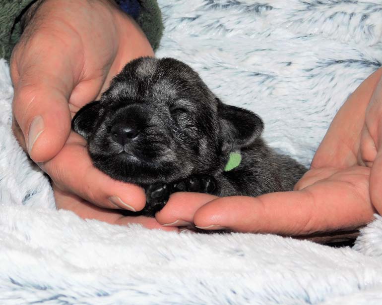 cuccioli_schnauzer_medio_pepe_sale_amor_di_schnauzer