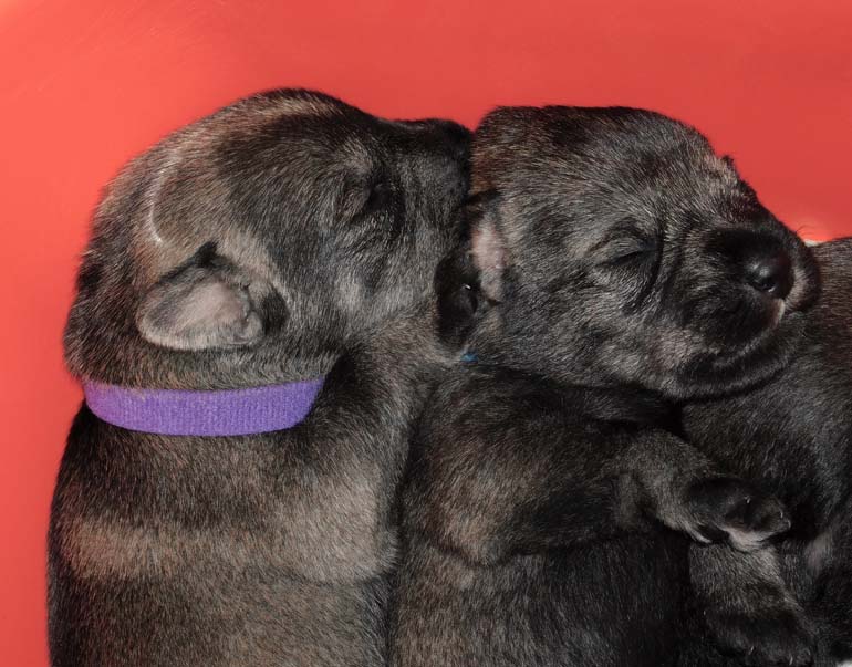 cuccioli_schnauzer_medio_pepe_sale_amor_di_schnauzer