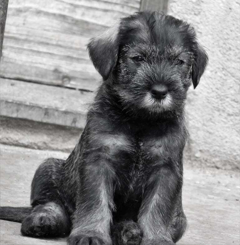 cuccioli-di-schnauzer-medio-pepe-sale-amor-di-schnauzer-i2-litter