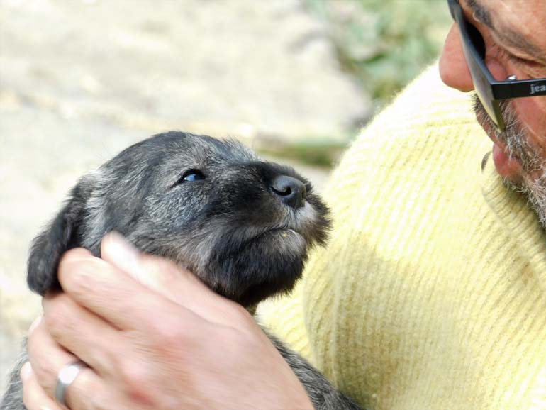 cuccioli-di-schnauzer-medio-pepe-sale-amor-di-schnauzer-i2-litter