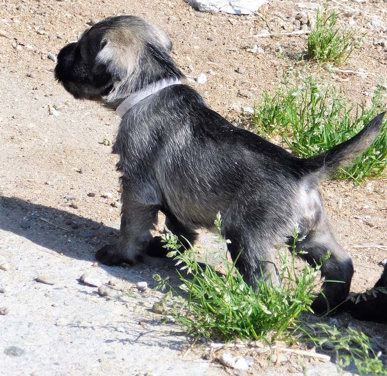 cuccioli-di-schnauzer-medio-pepe-sale-amor-di-schnauzer-i2-litter