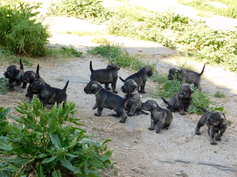 cuccioli-di-schnauzer-medio-pepe-sale-amor-di-schnauzer-i2-litter