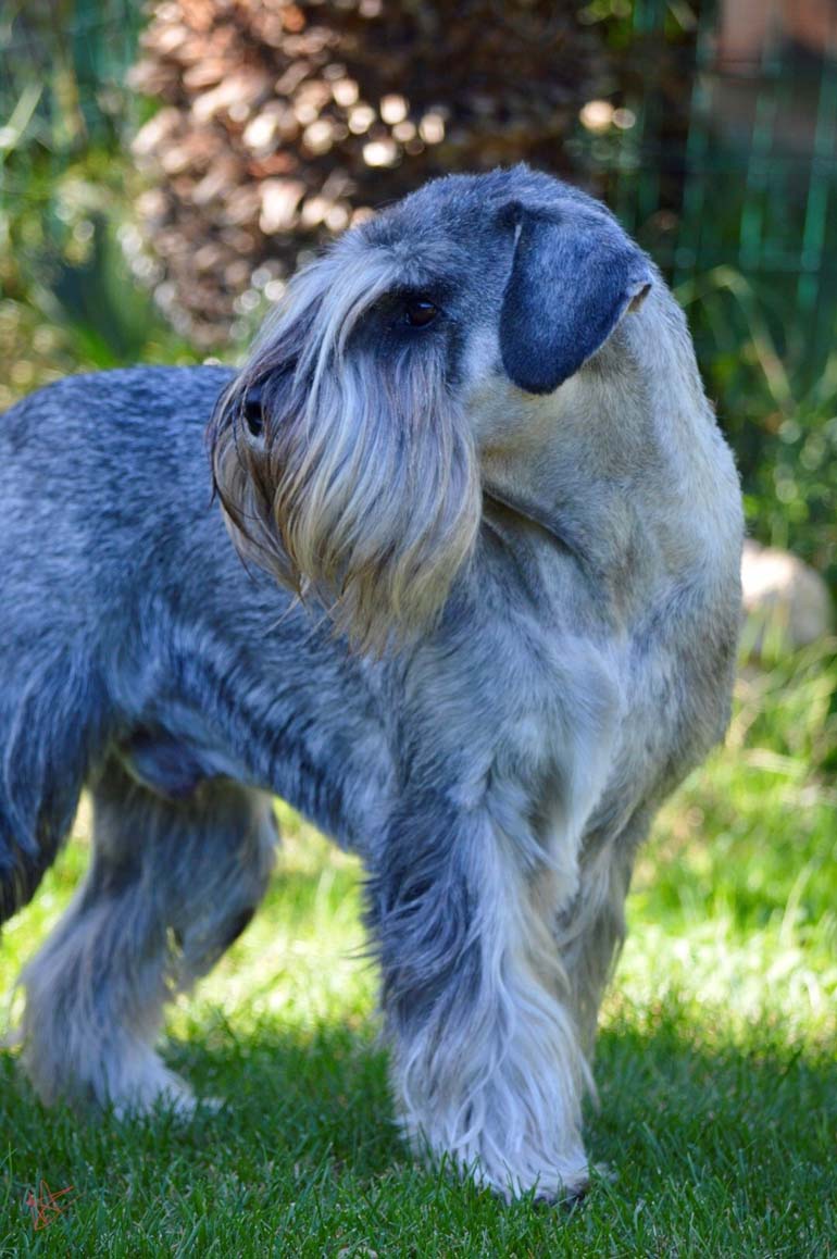 amor_di_schnauzer_come_prima_piu_di_prima_novembre_2018