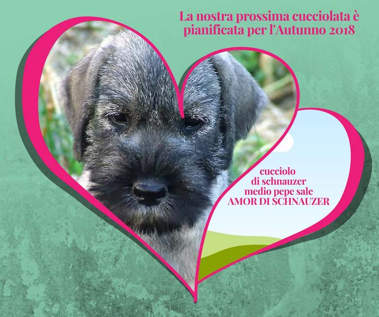 amor-di-schnauzer-cucciolata-programmata