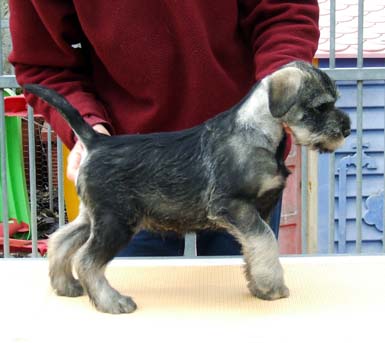 uno-dei-bellissimi-cuccioli-di-amor-di-schnauzer-della-cucciolata-in-g2