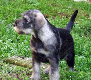 uno-splendido-cucciolo-di-amor-di-schnauzer-della-cucciolata-in-g2