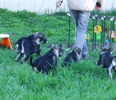 alcuni-stupendi-cuccioli-di-amor-di-schnauzer-della-cucciolata-in-g2