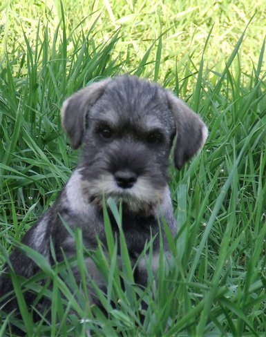 cucciolo-di-amor-di-schnauzer-cucciolata-in-g2-foto-1