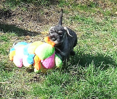 cucciolo-di-amor-di-schnauzer-cucciolata-in-g2-foto-3