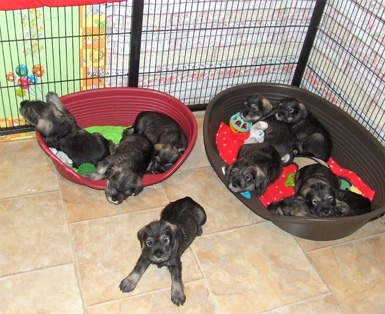 cuccioli-di-amor-di-schnauzer-cucciolata-in-g2-foto-4