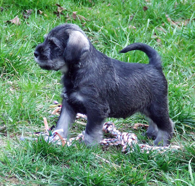 cucciolo-di-amor-di-schnauzer-cucciolata-in-g2-foto-2