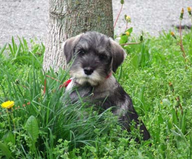 bellissima-espressione-di-cucciolo-amor-di-schnauzer-cucciolata-in-g2