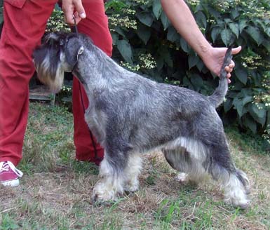amor-di-schnauzer-fiat-lux-bellissima-femmina-schnauzer-medio-pepe-sale