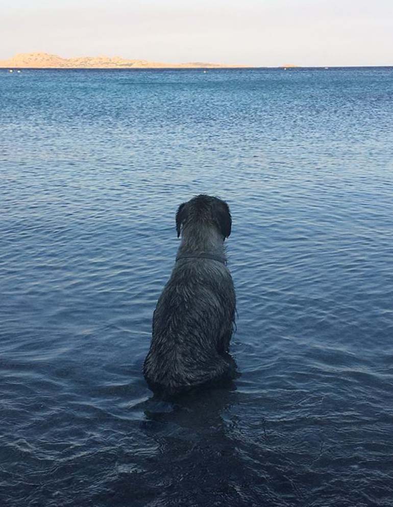 amor-di-schnauzer-fred-flinstone-estate