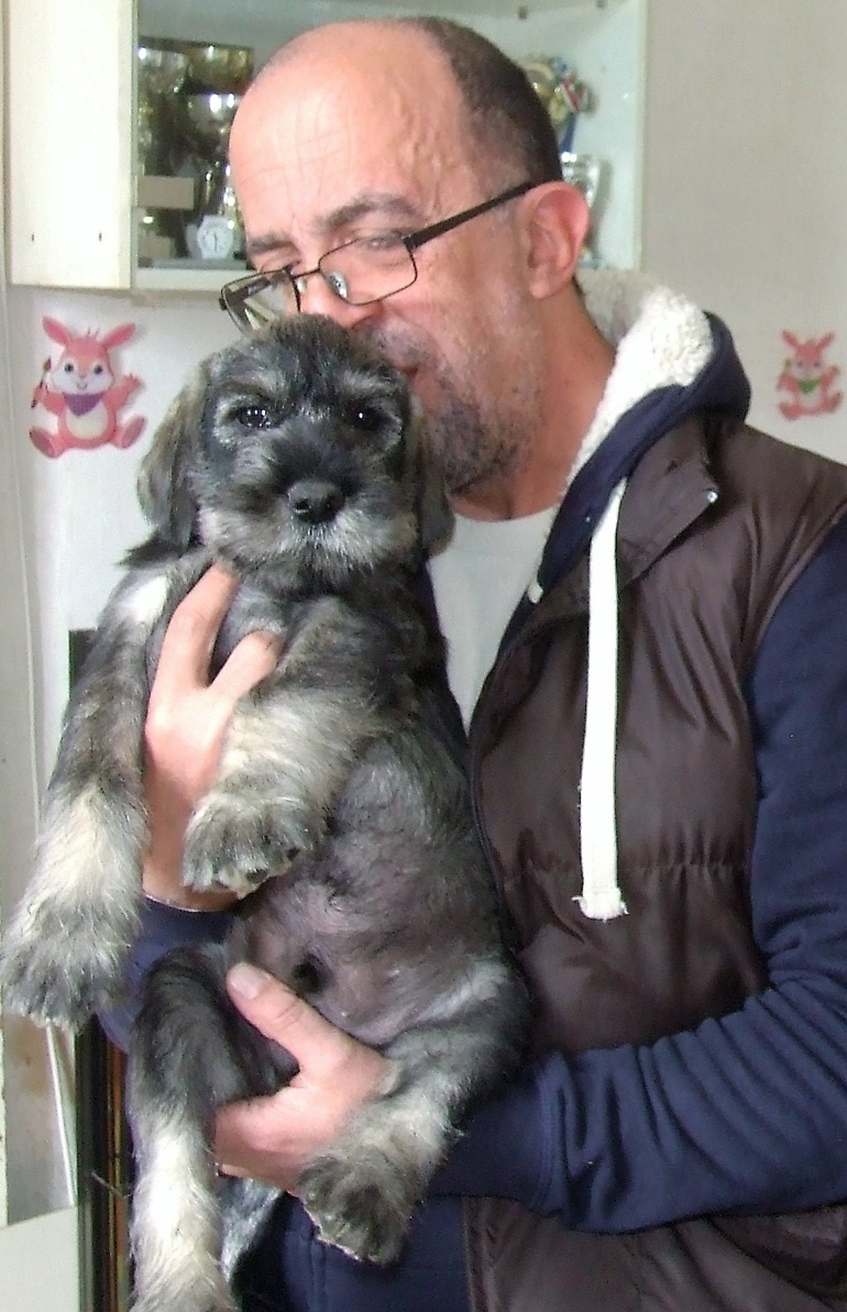 cucciolo schnauzer medio pepe sale Amor di Schnauzer