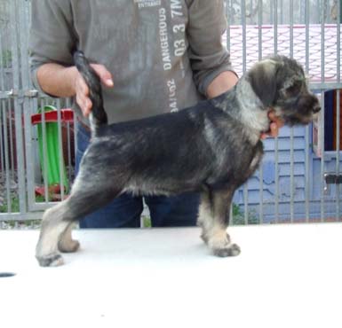 bellissimo-cucciolo-piazzato-della-cucciolata-g2-di-amor-di-schnauzer