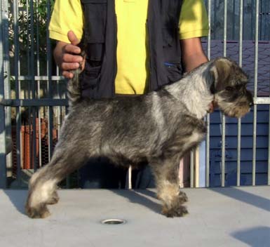 cucciolo-di-schnauzer-medio-pepe-sale-piazzato-della-cucciolata-in-g2-di-amor-di-schnauzer