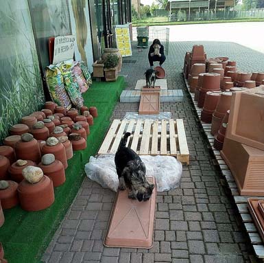 esperienze-formative-per-cucciolo-di-schnauzer-medio-pepe-sale-di-amor-di-schnauzer