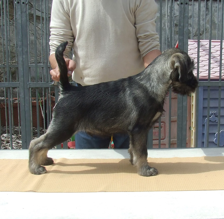cucciolo-schnauzer-medio-pepe-sale-disponibile