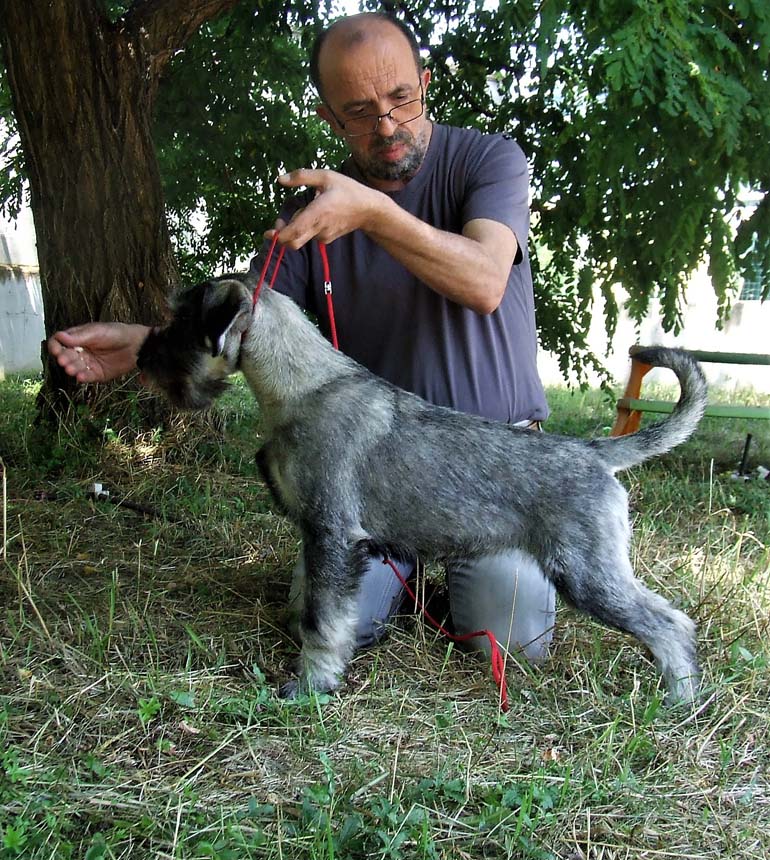 amor-di-schnauzer-goleada-5-months
