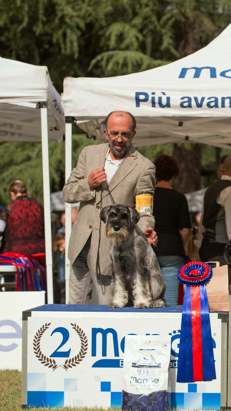 amor-di-schnauzer-grande-amore