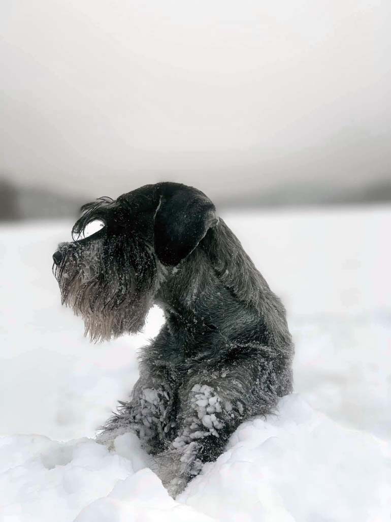 amor_di_schnauzer_incipit