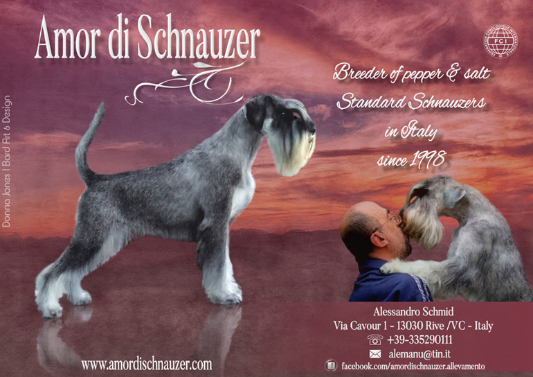 amor di schnauzer kennel image