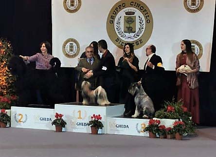 amor_di_schnauzer_honoris_causa_bis3_jr