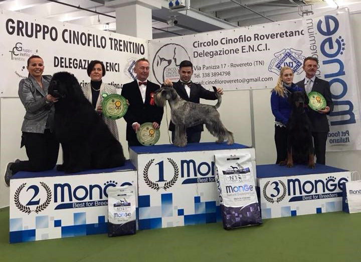 bis-e-multi-bog-jr-ch-e-multi-ch-amor-di-schnauzer-come-prima-piu-di-prima