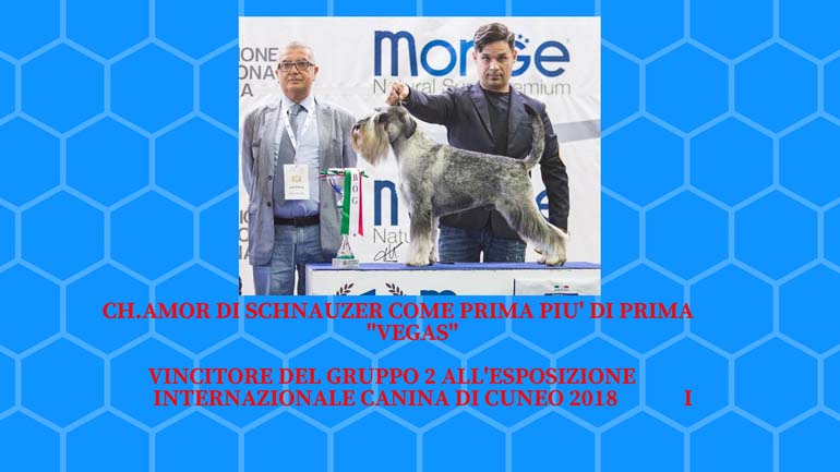 cuccioli-allevamento-amor-di-schnauzer