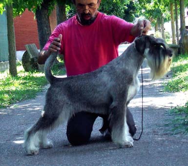 un-grande-campione-amor-di-schnauzer-wild-boy