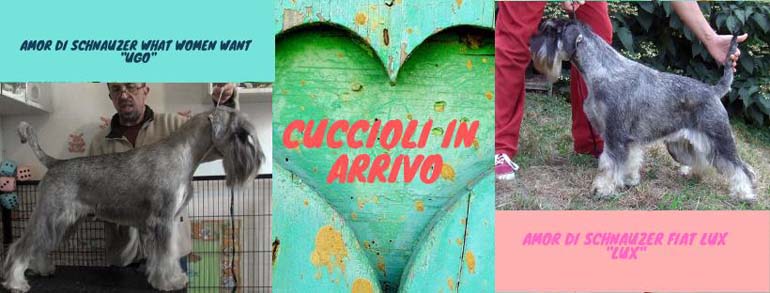 cuccioli-schnauzer-medio-pepe-sale-amor-di-schnauzer