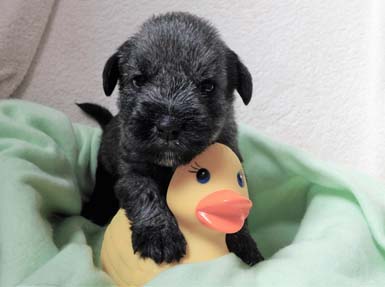 cucciolo_di_schnauzer_medio_pepe_sale