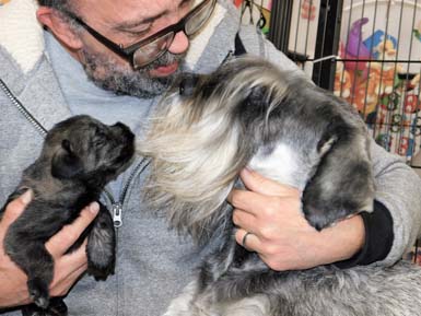 cucciolo_di_schnauzer_medio_pepe_sale