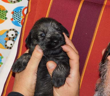 cucciolo_di_schnauzer_medio_pepe_sale