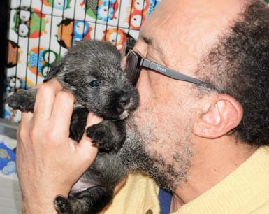 cucciolo_di_schnauzer_medio_pepe_sale