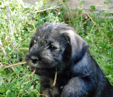 cucciolo-schnauzer-medio-pepe-sale-amor-di-schnauzer-cucciolata-h2