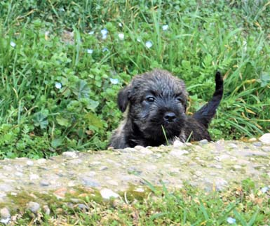 cucciolo-schnauzer-medio-pepe-sale-amor-di-schnauzer-cucciolata-h2