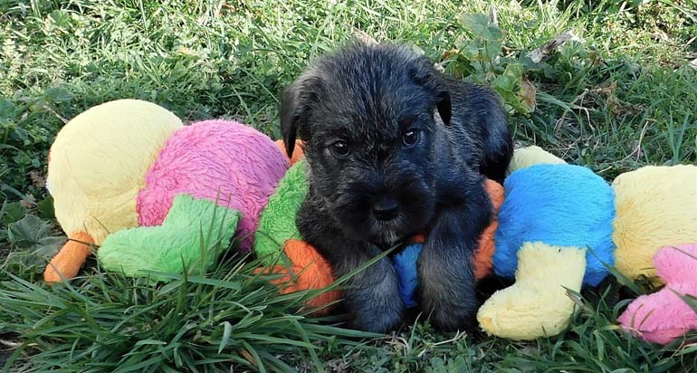 cucciolo-schnauzer-medio-pepe-sale-amor-di-schnauzer-cucciolata-h2