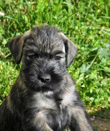 cucciolo-schnauzer-medio-pepe-sale-amor-di-schnauzer-cucciolata-h2