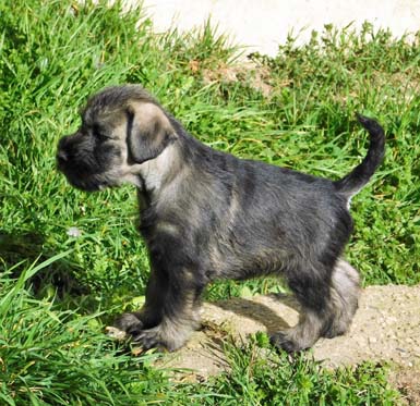 cucciolo-schnauzer-medio-pepe-sale-amor-di-schnauzer-cucciolata-h2