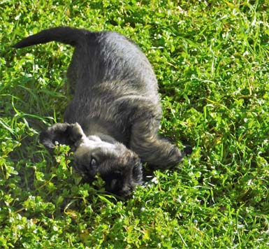 cucciolo-schnauzer-medio-pepe-sale-amor-di-schnauzer-cucciolata-h2
