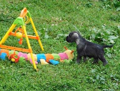 cucciolo-schnauzer-medio-pepe-sale-amor-di-schnauzer-cucciolata-h2