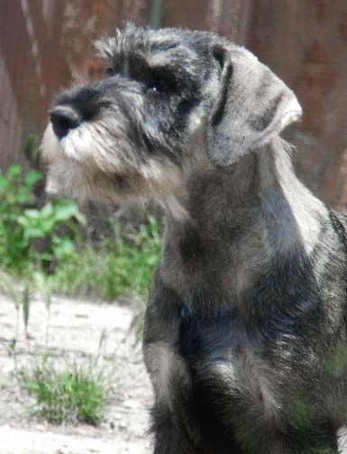 a-puppy-out-of-the-g2-litter-from-amor-di-schnauzer-kennel