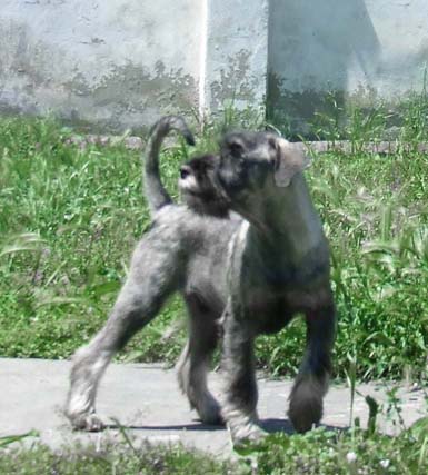 amor-di-schnauzer-g2-puppy-picture