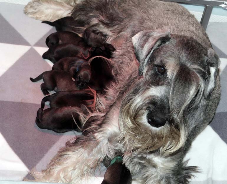 amor-di-schnauzer-h2-litter