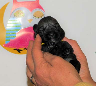 cucciolo-di-schnauzer-medio-pepe-sale-della-cucciolata-h2-di-amor-di-schnauzer